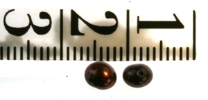 Perler Oval ca. 4 x 5 mm